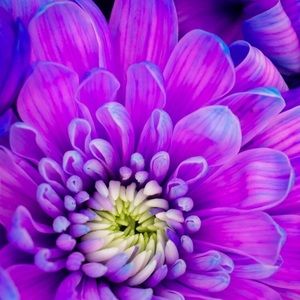 Meet your Posher, Barbra